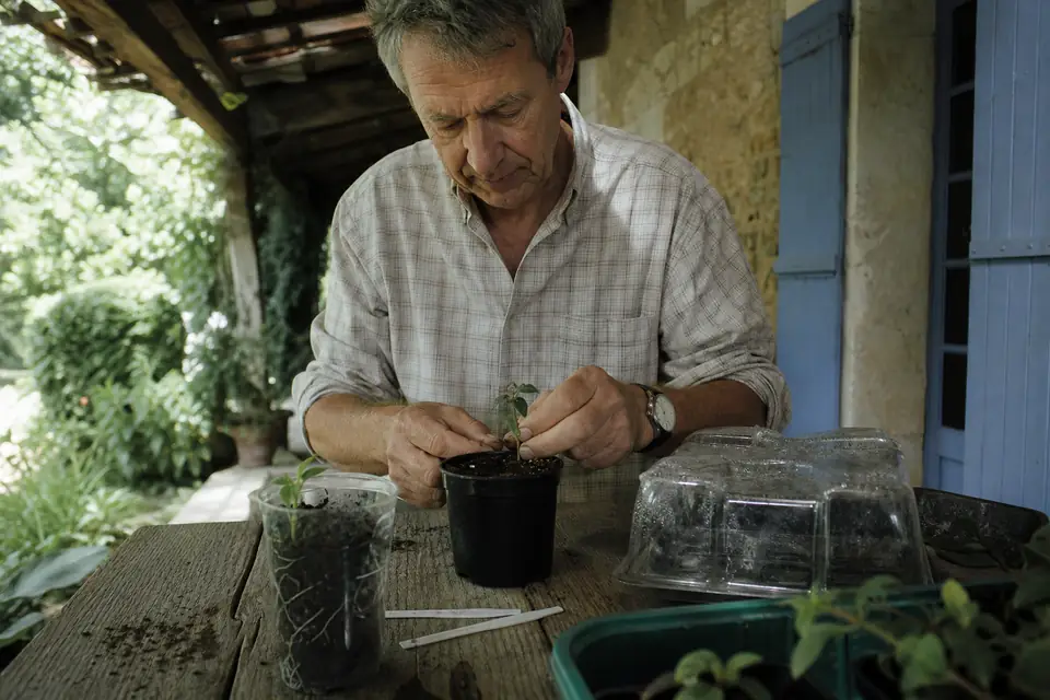 Un homme tire très doucement sur une bouture de fuchsia plantée dans un petit godet pour vérifier qu’elle a formé des racines.